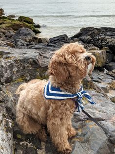 a small brown dog wearing a blue and white collar on rocks by the ocean with water in the background