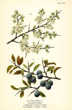 an antique print of blueberries on a branch with leaves and flowers in the foreground