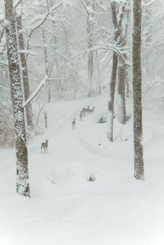 several deer are walking through the snow covered woods