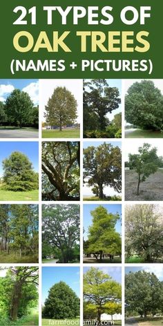 different types of oak trees names and pictures