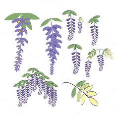 purple flowers and green leaves on a white background