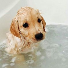 a dog is in the bathtub with water