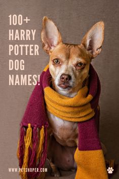 Best harry potter dog namesCute harry potter names for femaleTop ten Dog namesDog names for maleFinding the right name for a dog Harry Potter Names Pets, Harry Potter Pet Names, Harry Potter Dog Names, Harry Potter Names, Harry Potter Dog Costume, Harry Potter Dog, Names Dog, Harry Potter Pets