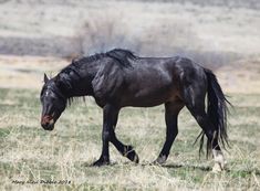 a black horse is standing in the grass