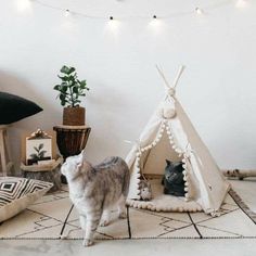 a cat standing in front of a teepee tent