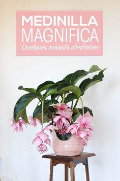 a pink plant sitting on top of a wooden stool in front of a sign that says medinilla magnifica