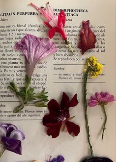 flowers are arranged on top of an open book with spanish text in the back ground