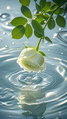 a white rose is floating in the water