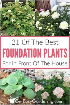 the best foundation plants for in front of the house