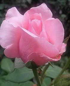 a pink rose is blooming in the garden