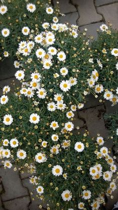 white and yellow flowers are growing on the sidewalk