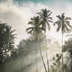 the sun shines through palm trees on a cloudy day in costa rica, costa rica