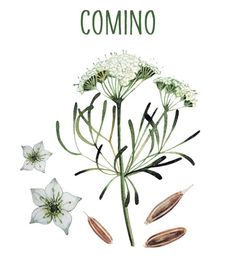 an illustration of some flowers and seeds on a white background with the words commino