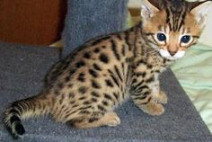 a small cat sitting on top of a bed