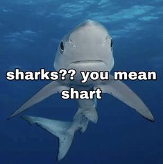 a shark with the words sharks? you mean to start swimming in the water below it