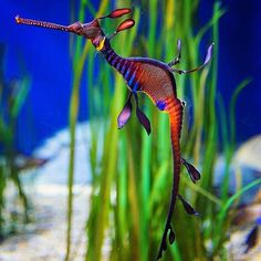 a sea horse is swimming in an aquarium with green algae and water plants behind it