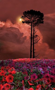 a field full of flowers with the moon in the sky above it and some trees