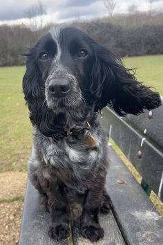 a black and white dog sitting on top of a wooden bench next to a field