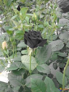 a black rose with green leaves in the background