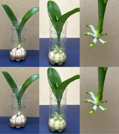 four pictures of flowers in vases with green stems and white petals on the top