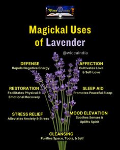 Lavender Magic, Magical Herbs Witchcraft, Spiritual Crafts, Herbs Witchcraft, Witch Meaning, Witch Woman, Wiccan Illustration, Spiritual Balance, Magickal Herbs