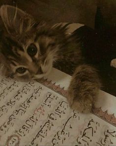 a cat laying on top of an open book with writing in it's paws