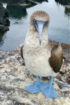 a bird sitting on top of a rock next to water