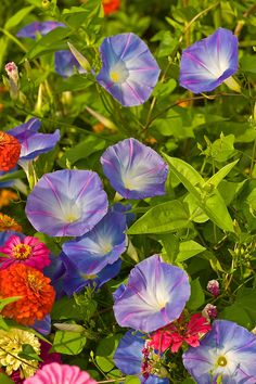 many different colored flowers in the grass