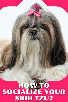 We all want our furry friends to be happy and confident in any situation, and socializing is the key to achieving that! Whether you're a new Shih Tzu owner or just looking to brush up on your skills, this video is here to help. Happy And Confident, To Be Happy, Be Happy, Key