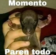 a person holding a baby animal in their hands with the caption, momento paren todo