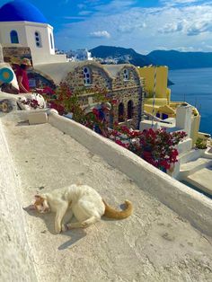 a white cat laying on the ground next to a building with blue domes and flowers