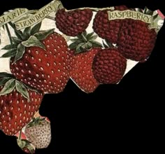 an illustration of strawberries on a map