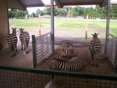 several zebras are standing around in their pen