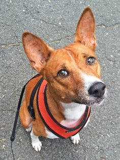 a small brown and white dog wearing a red harness on the street with its tongue hanging out