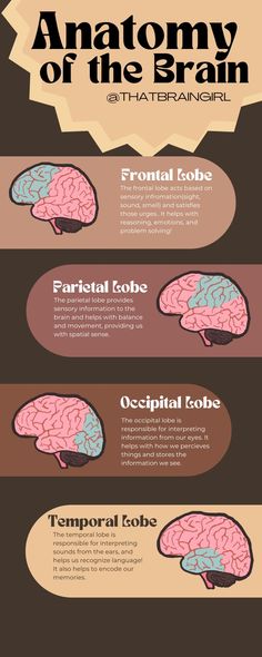 anatomy of the brain basic teacher use poster Parietal Lobe, Anatomy Of The Brain, Illustrations Aesthetic, Aesthetic Classroom, Teacher Poster, Brain Poster