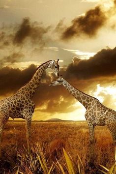 two giraffes standing next to each other on a field with clouds in the background