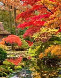 a small pond surrounded by trees with red leaves