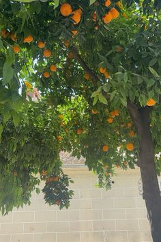 an orange tree in front of a brick wall with lots of fruit hanging from it's branches