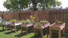 several wooden raised garden beds with plants in them