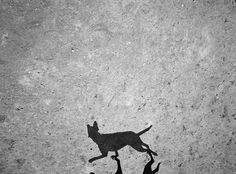 a black and white photo of a dog on the ground