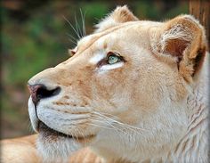 a close up of a white lion with green eyes looking off into the distance,