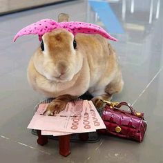 a bunny rabbit sitting on top of a table next to a purse and some money