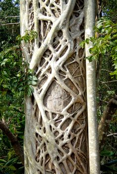 an intricately carved tree trunk in the forest with lots of leaves and branches on it