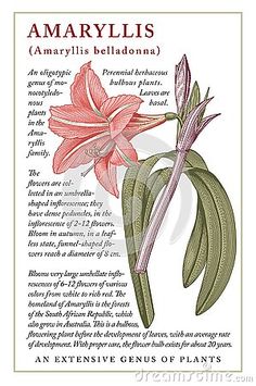 an illustration of amaryllis from the victorian atlastrographist book, with text