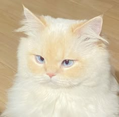 a white cat with blue eyes sitting on the floor