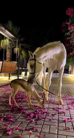 a white horse standing next to a small dog on a brick floor covered in pink flowers