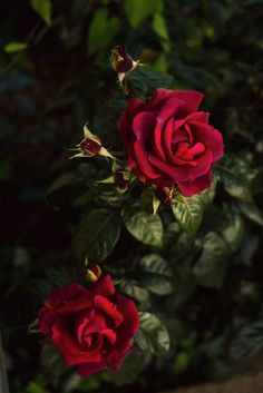 two red roses with green leaves in the background