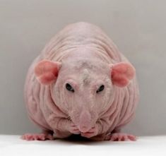 a hairless rat sitting on top of a white floor next to a gray wall