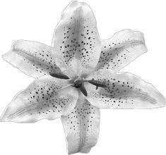 a black and white photo of a flower with spots on it's stigmas