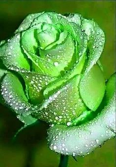 a green rose with water droplets on it